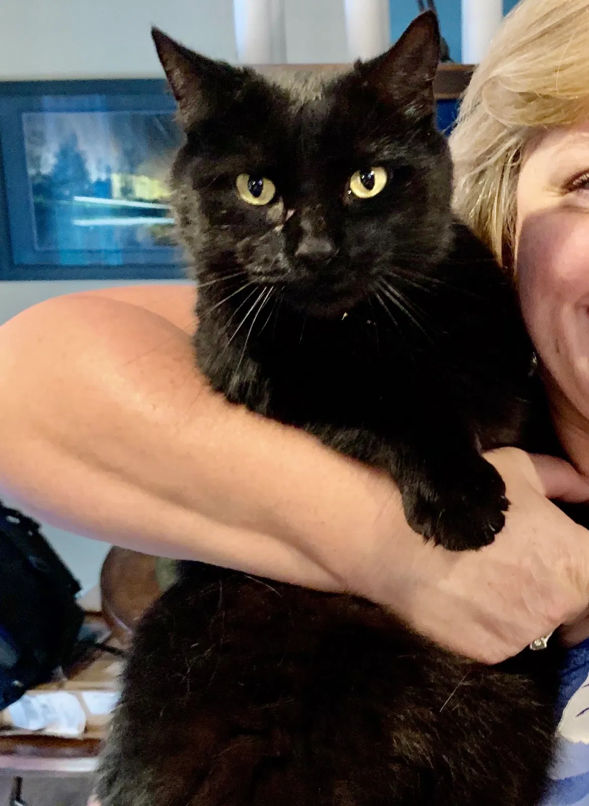 Lost cat in West Harrison, IN, 47060