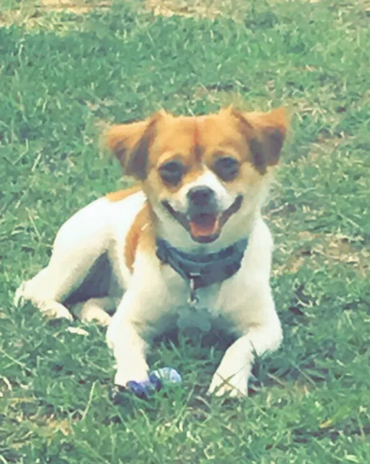 Lost dog in Duncanville, AL, 35456