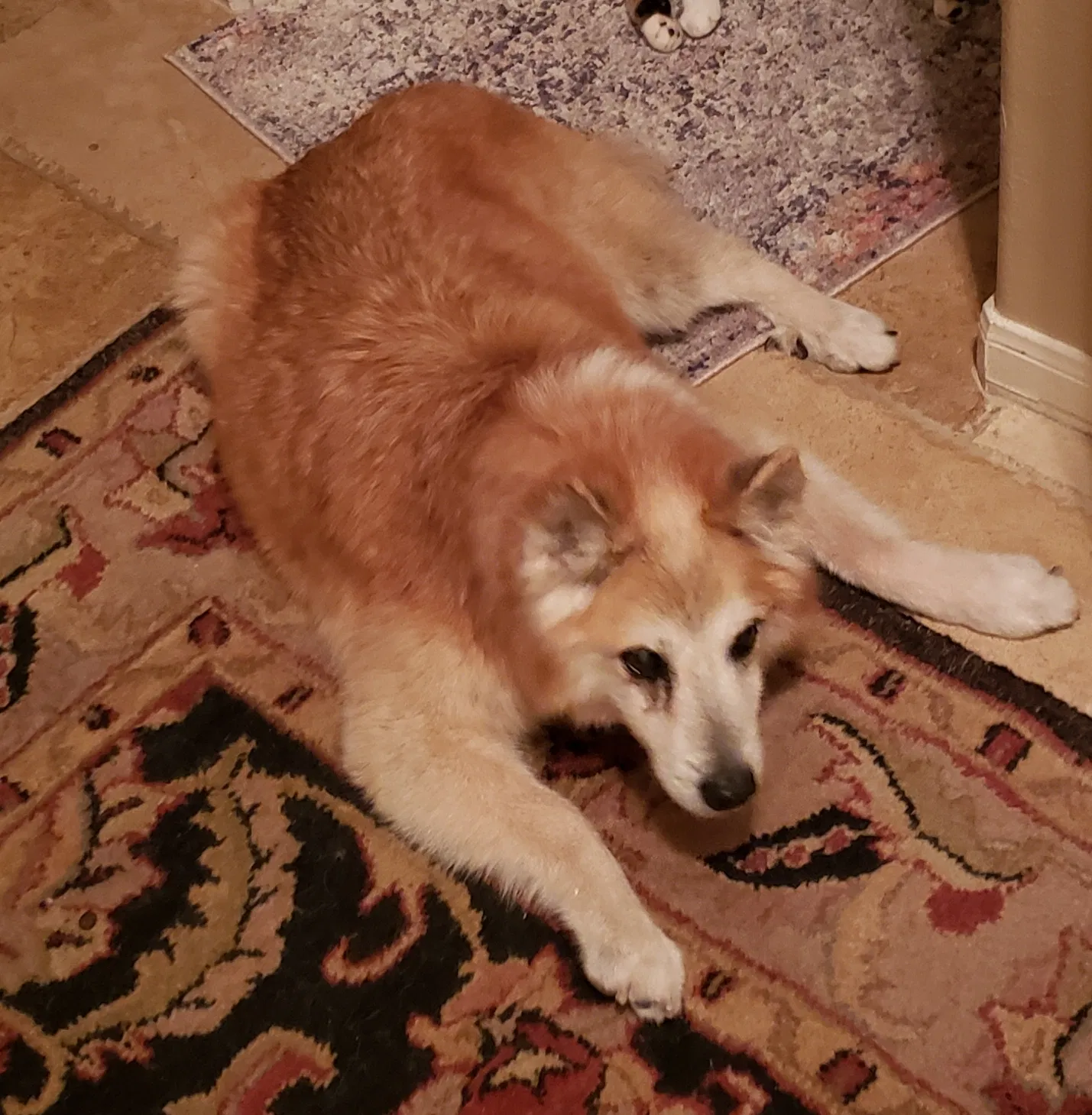Lost dog in Cypress, TX, 77429