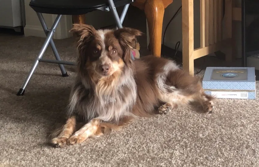 Lost dog in Greeley, CO, 80634