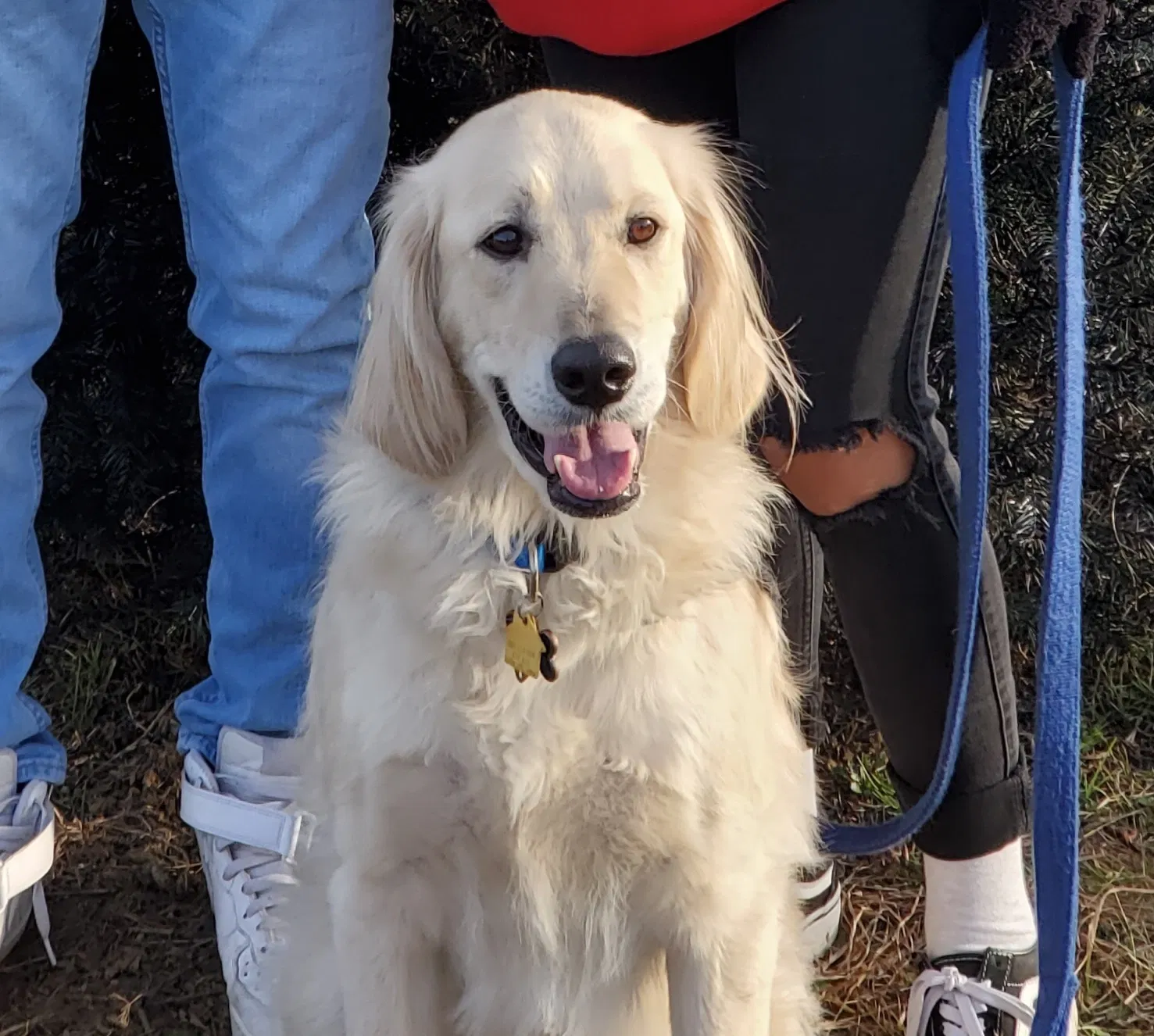 Lost dog in East Orange, NJ, 7018