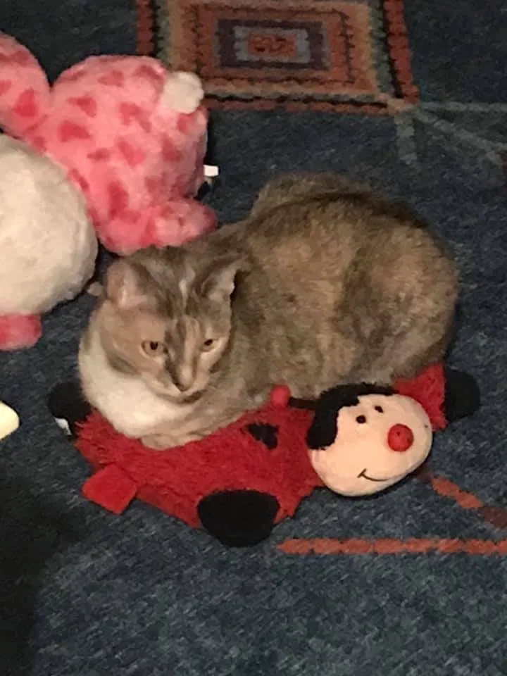 Lost cat in Fairfax, VA, 22030
