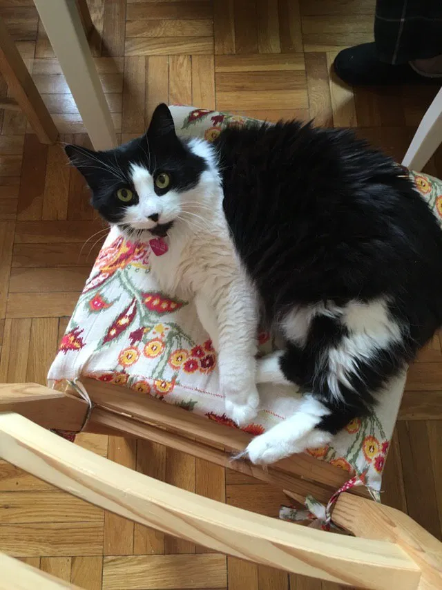 Lost cat in Philadelphia, PA, 19143