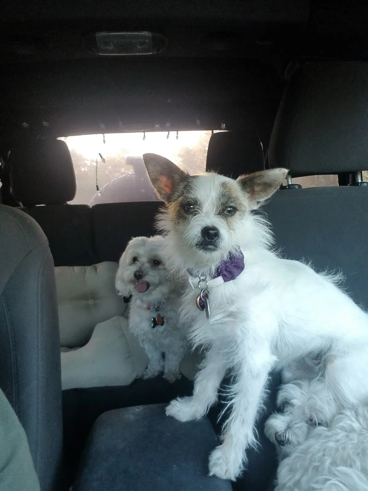 Lost dog in Katy, TX, 77449