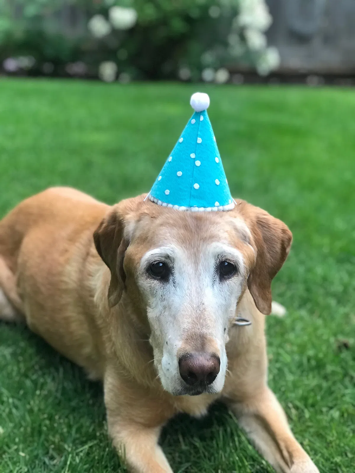 Lost dog in Lake Oswego, OR, 97034