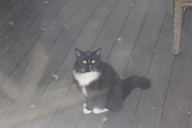 Lost cat in Sheffield Lake, OH, 44054
