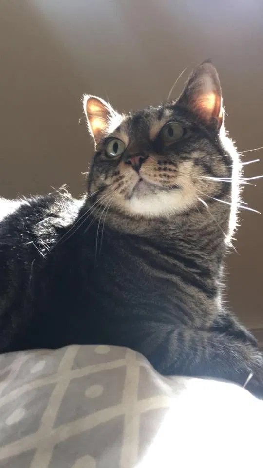 Lost cat in Hollywood, FL, 33029