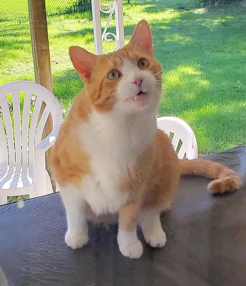 Lost cat in Grove City, OH, 43123