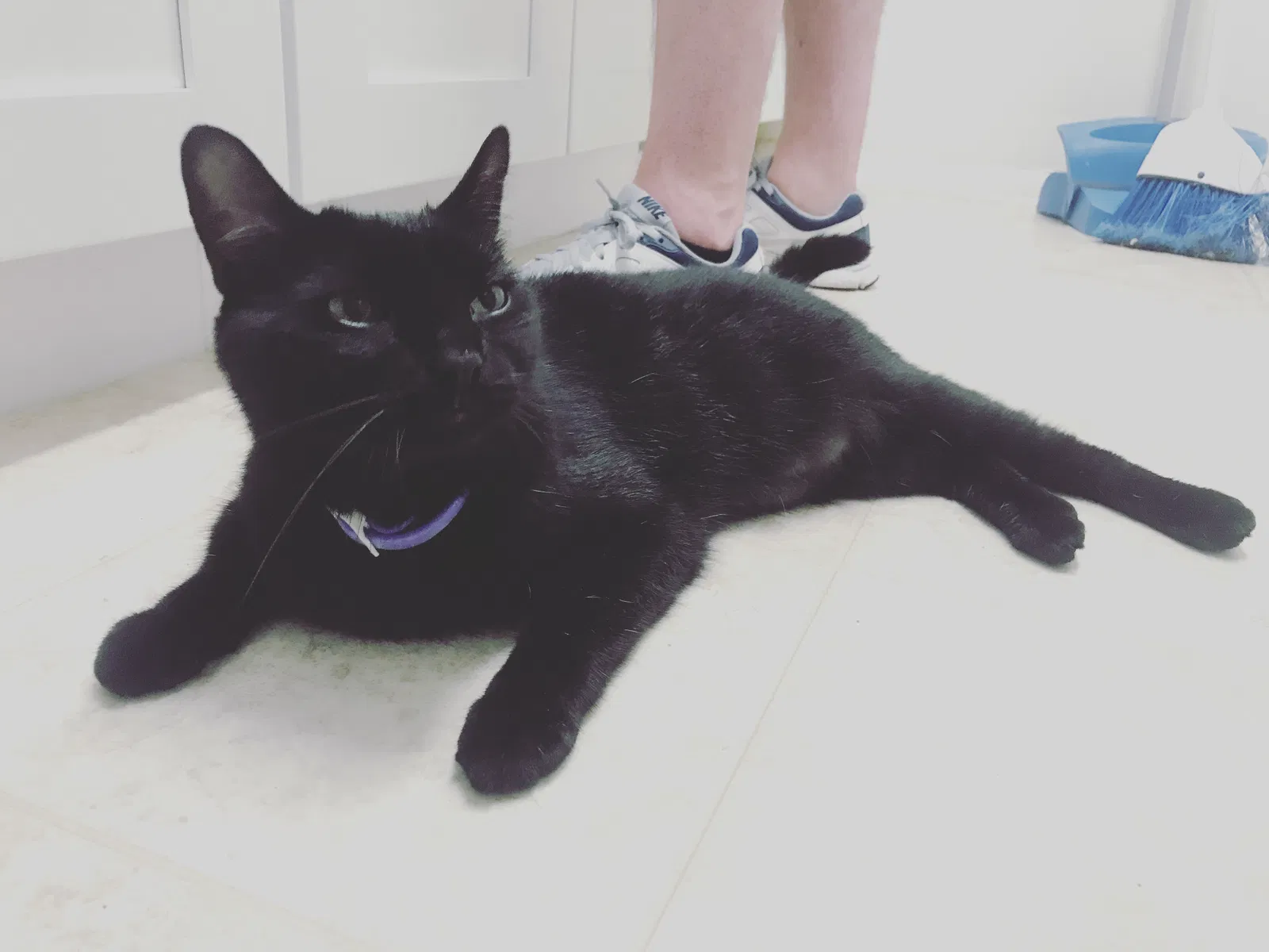 Lost cat in Durham, NC, 27705