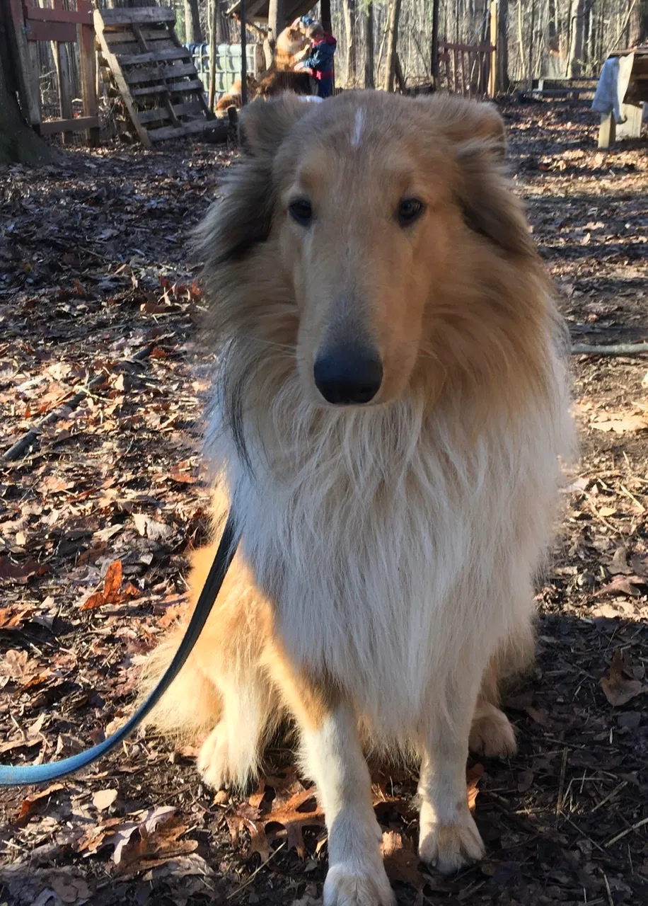 Lost dog in Bessemer City, NC, 28016