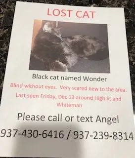 Lost cat in Yellow Springs, OH, 45387