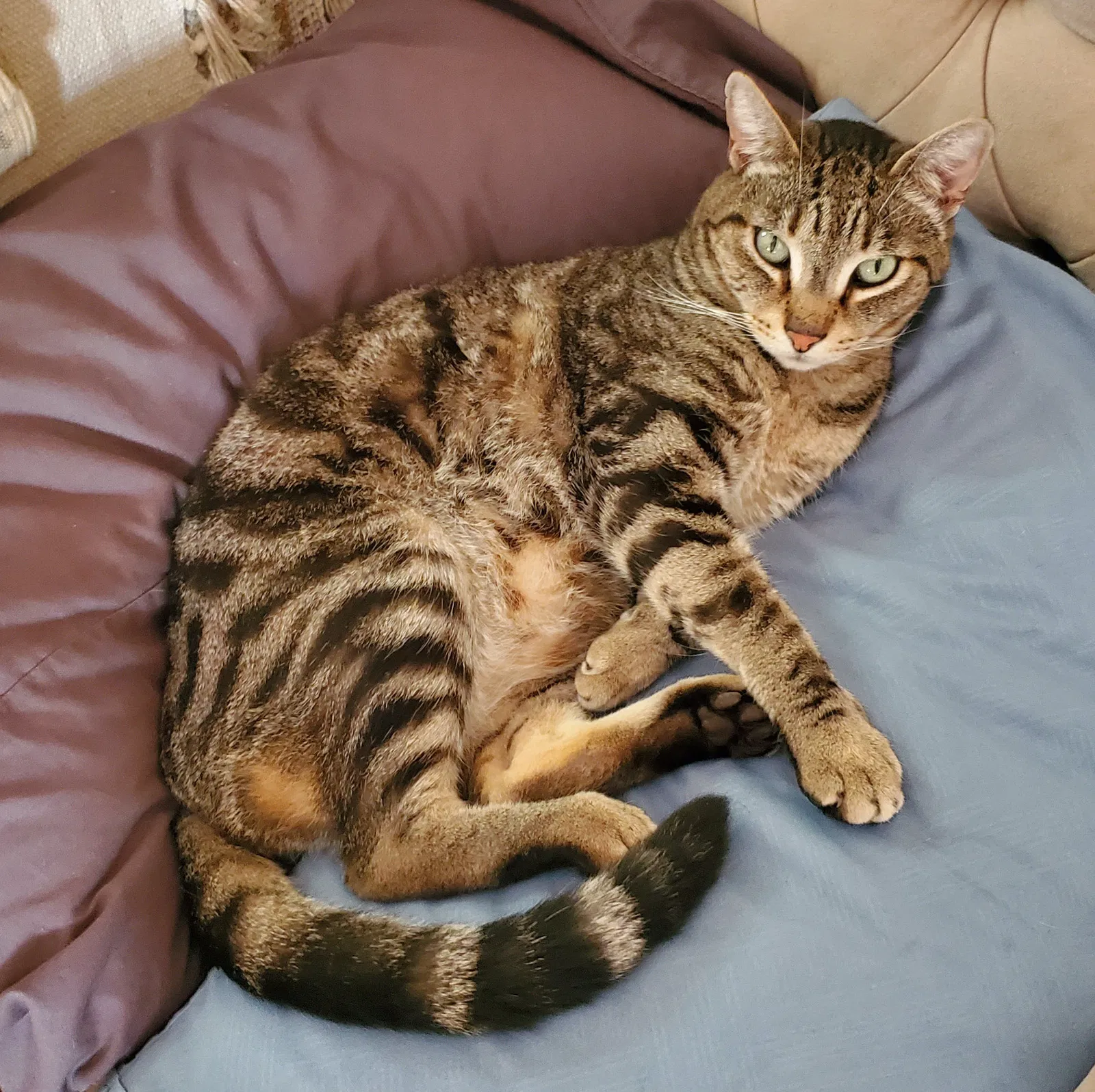 Lost cat in San Antonio, TX, 78216