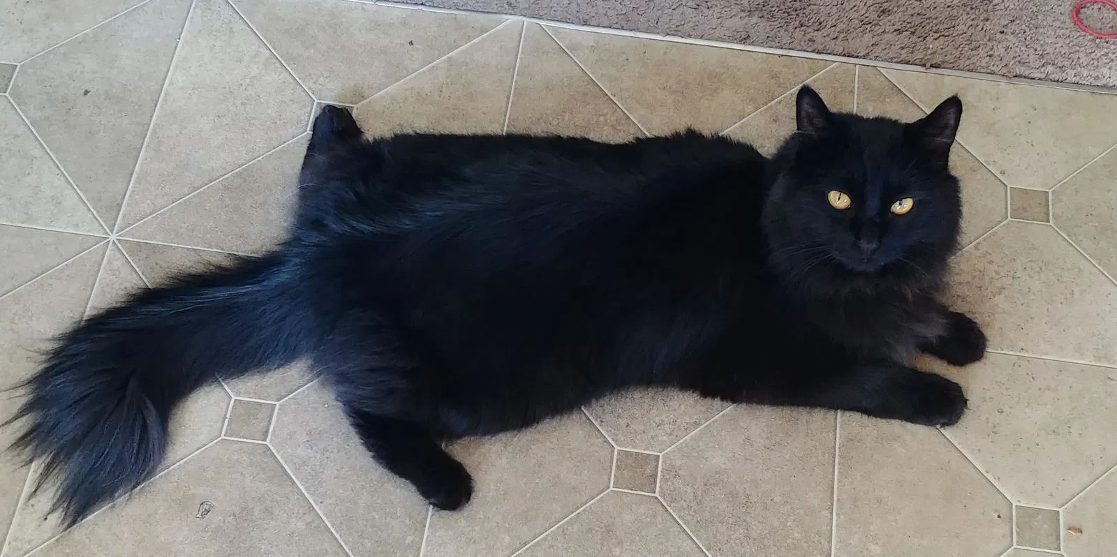 Lost cat in Post Falls, ID, 83854