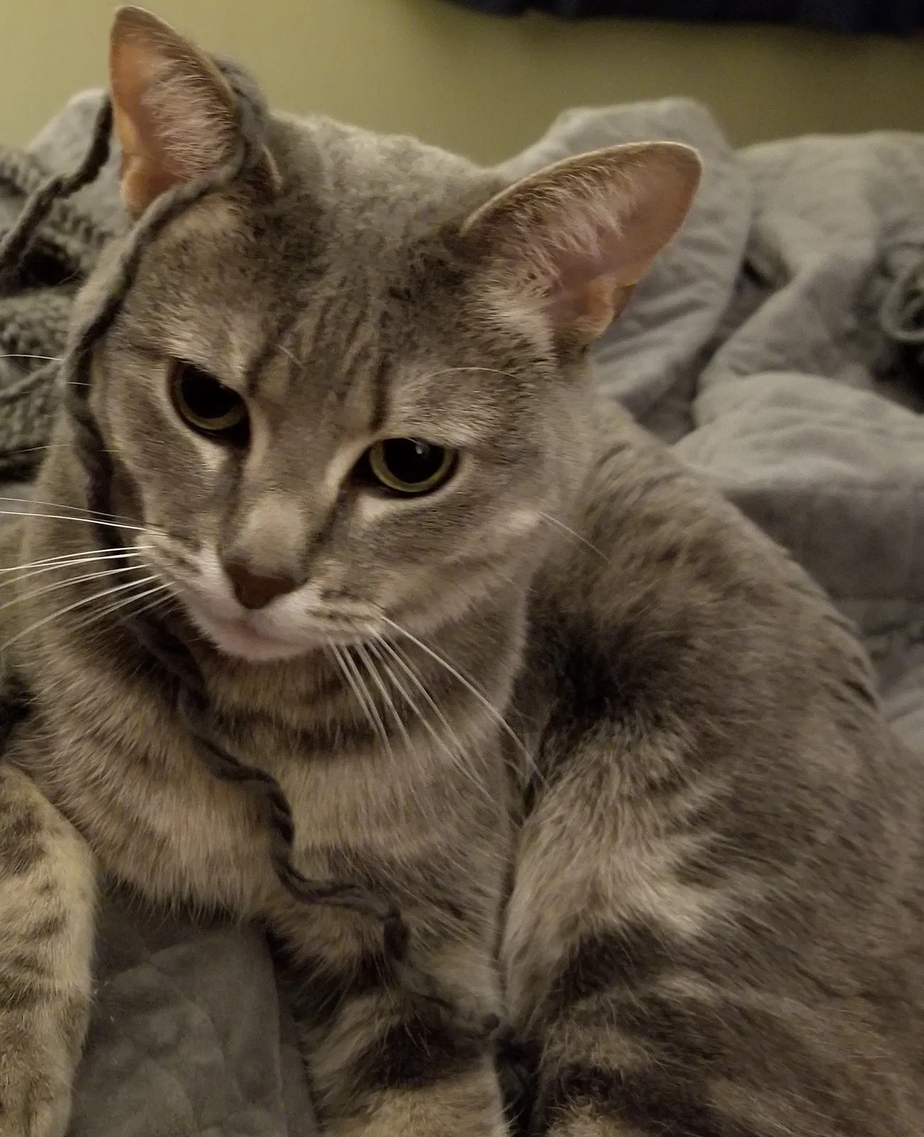 Lost cat in Vancouver, WA, 98686