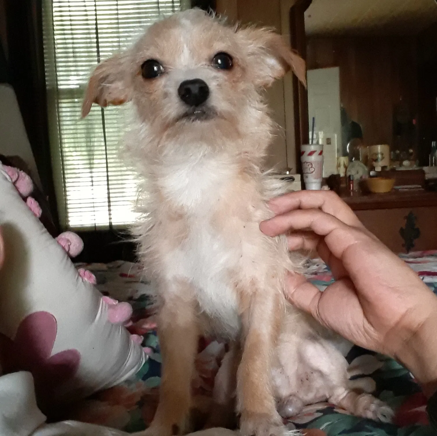 Lost dog in Victoria, TX, 77901
