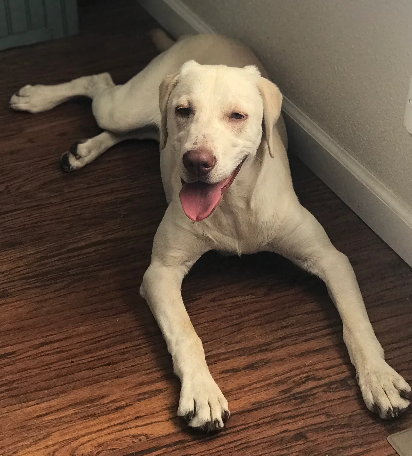 Lost dog in Clearwater, KS, 67026