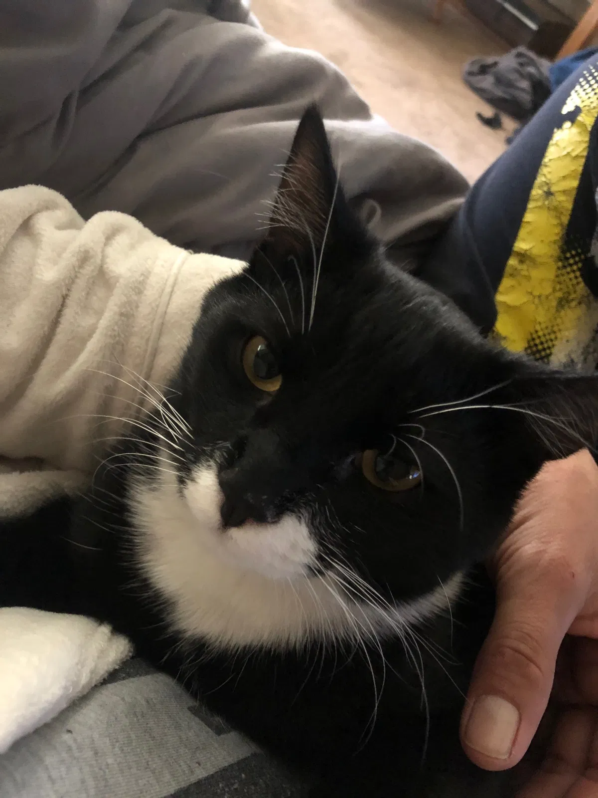 Lost cat in Anaheim, CA, 92802