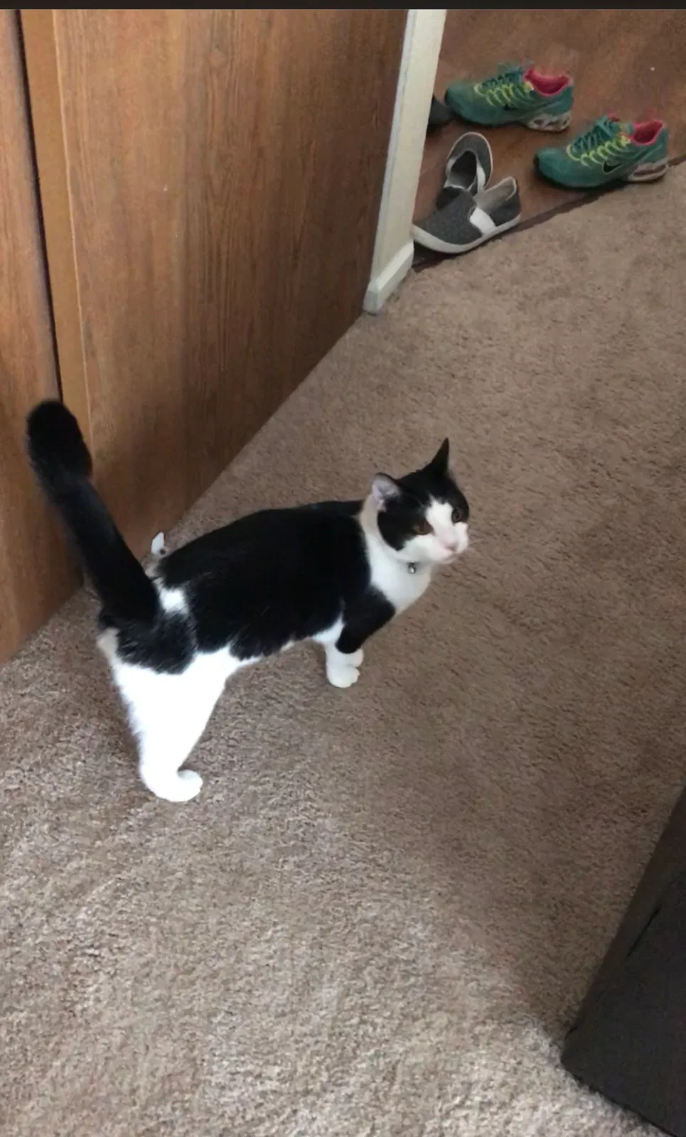 Lost cat in Saint Charles, MO, 63303