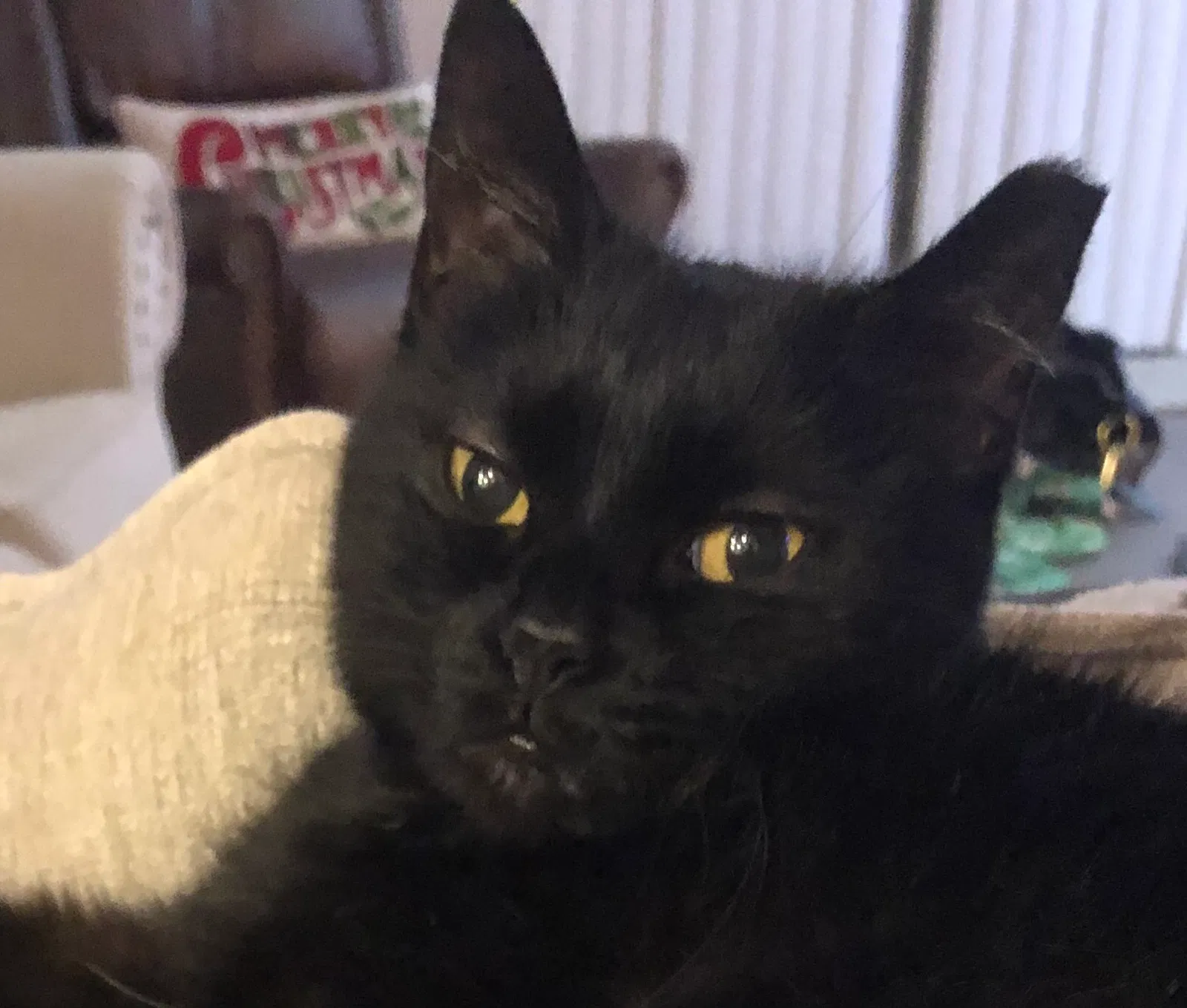 Lost cat in Wesley Chapel, FL, 33544