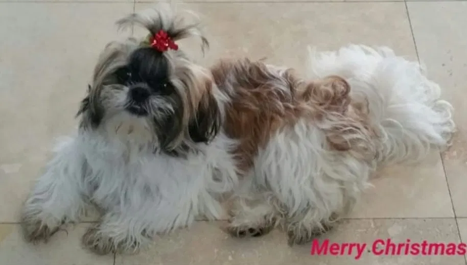 Lost dog in Miami, FL, 33185