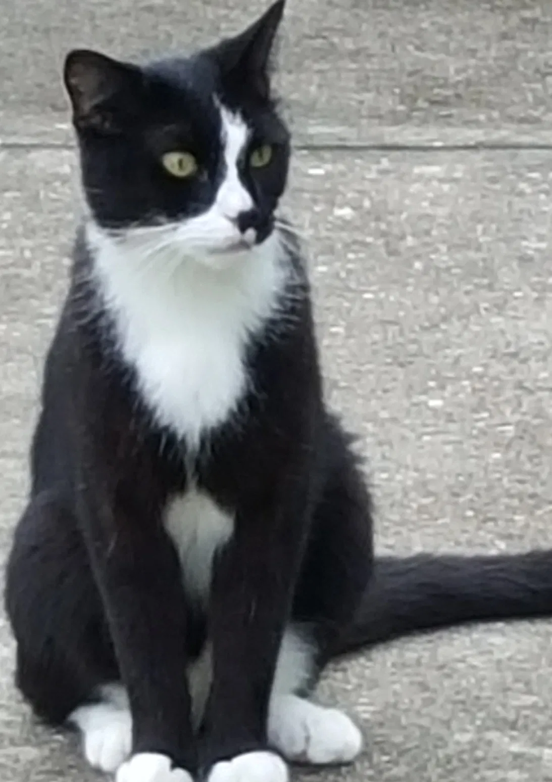 Lost cat in Orlando, FL, 32812