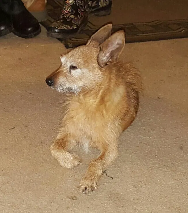 Lost dog in Owings Mills, MD, 21117