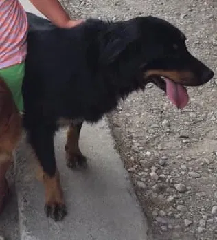 Lost dog in Colfax, IN, 46035