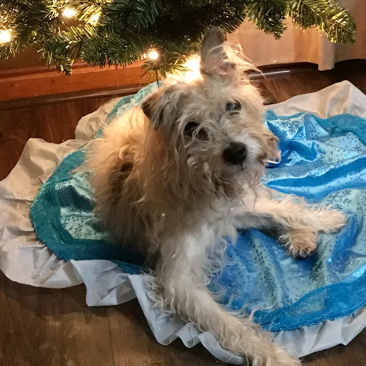 Lost dog in East Sparta, OH, 44626