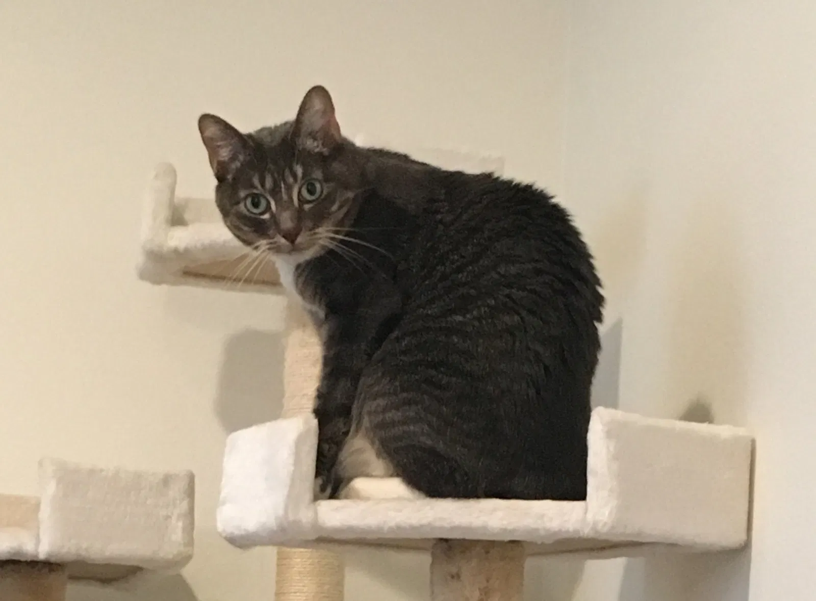 Lost cat in Ventura, CA, 93004