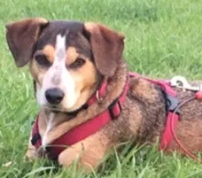 Lost dog in Knoxville, TN, 37938