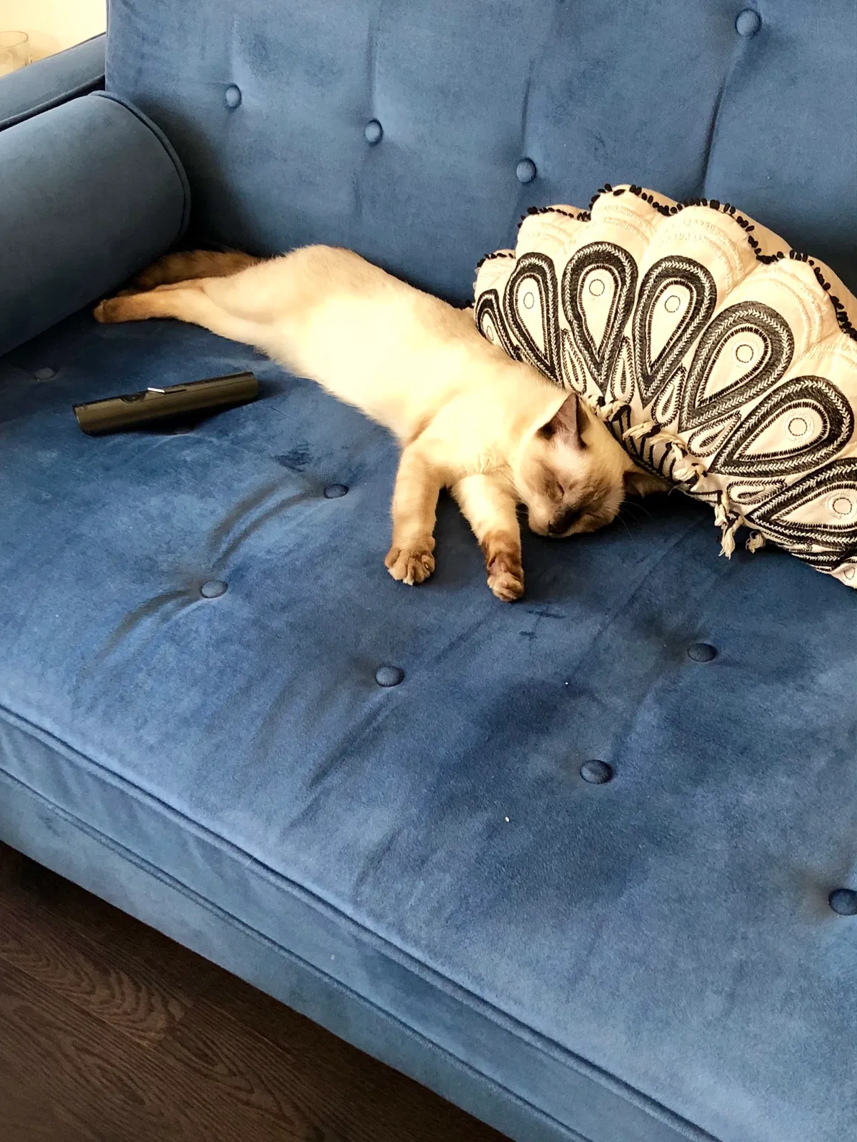 Lost cat in Los Angeles, CA, 90004