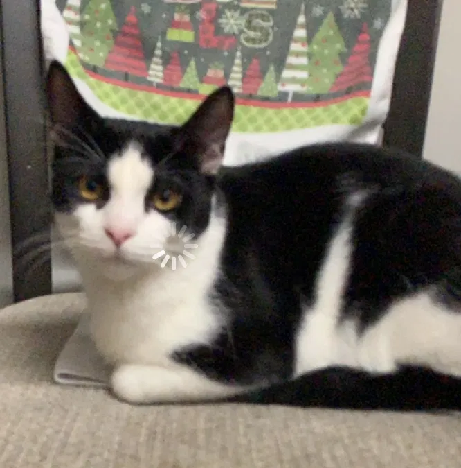 Lost cat in San Diego, CA, 92114