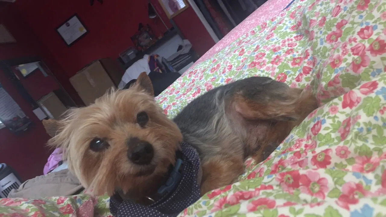 Lost dog in Fort Lauderdale, FL, 33328