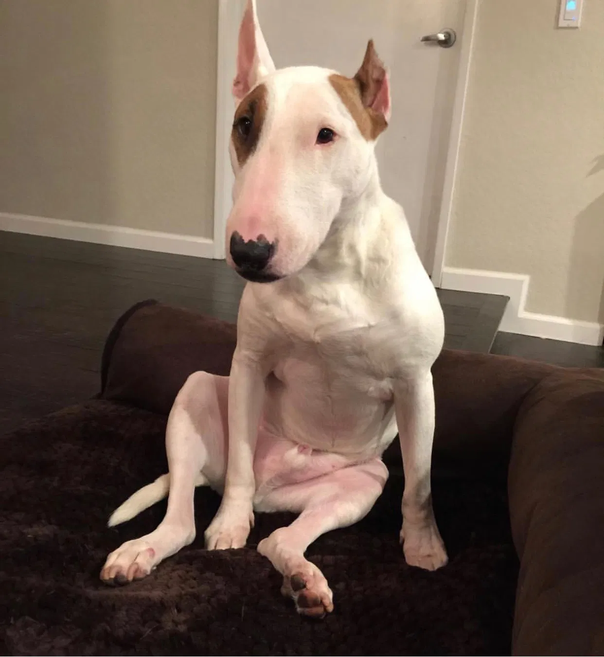 Lost dog in Yorba Linda, CA, 92887