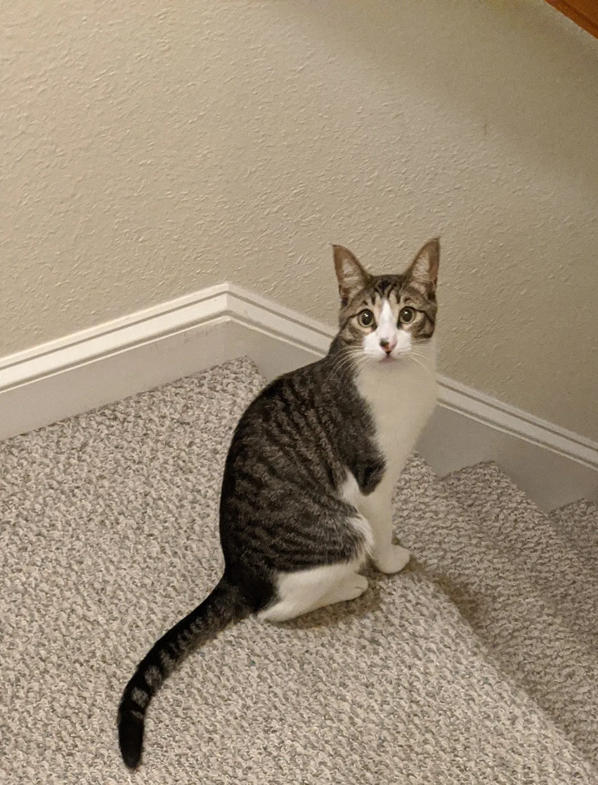 Lost cat in New Orleans, LA, 70124