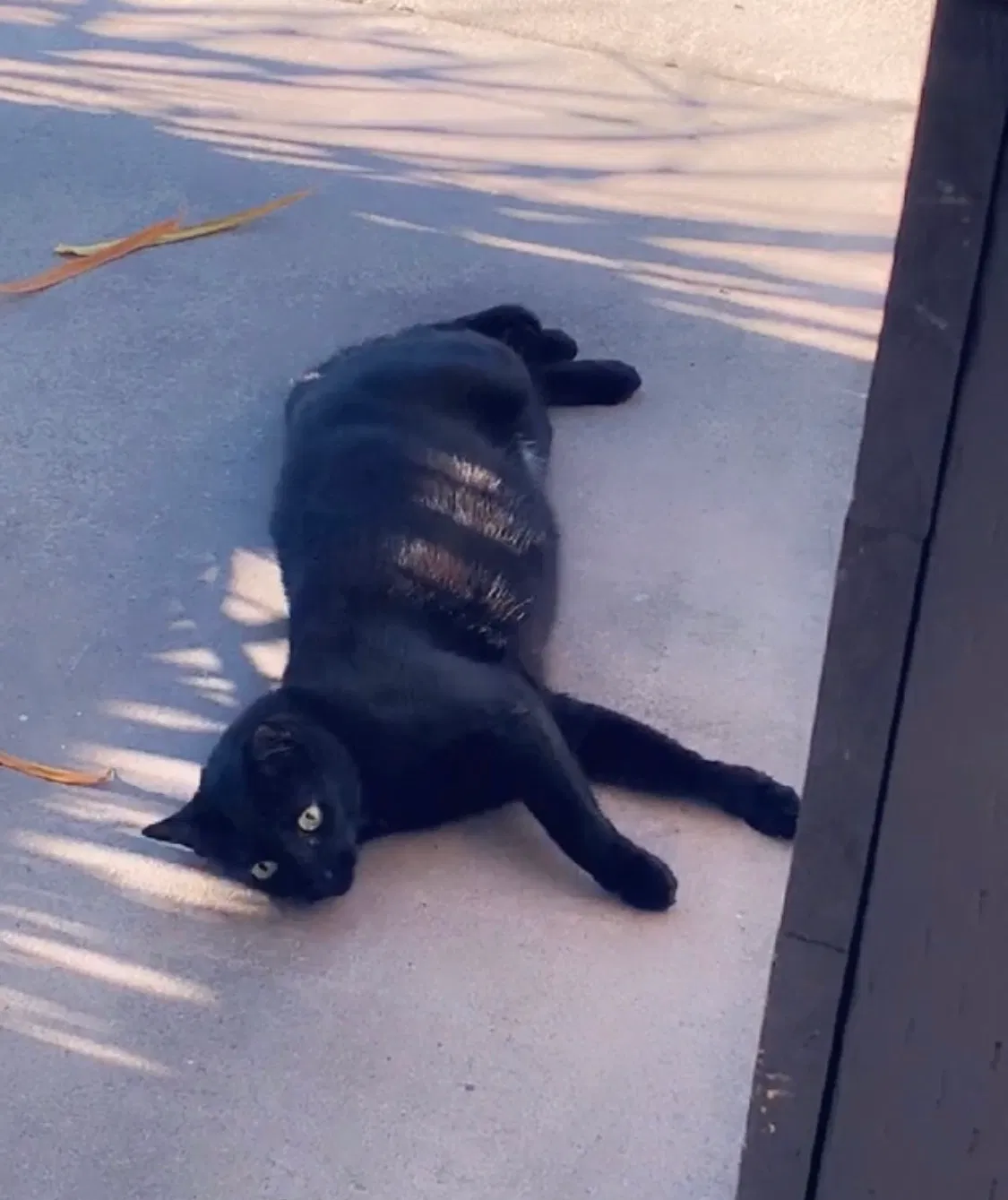 Lost cat in Costa Mesa, CA, 92627