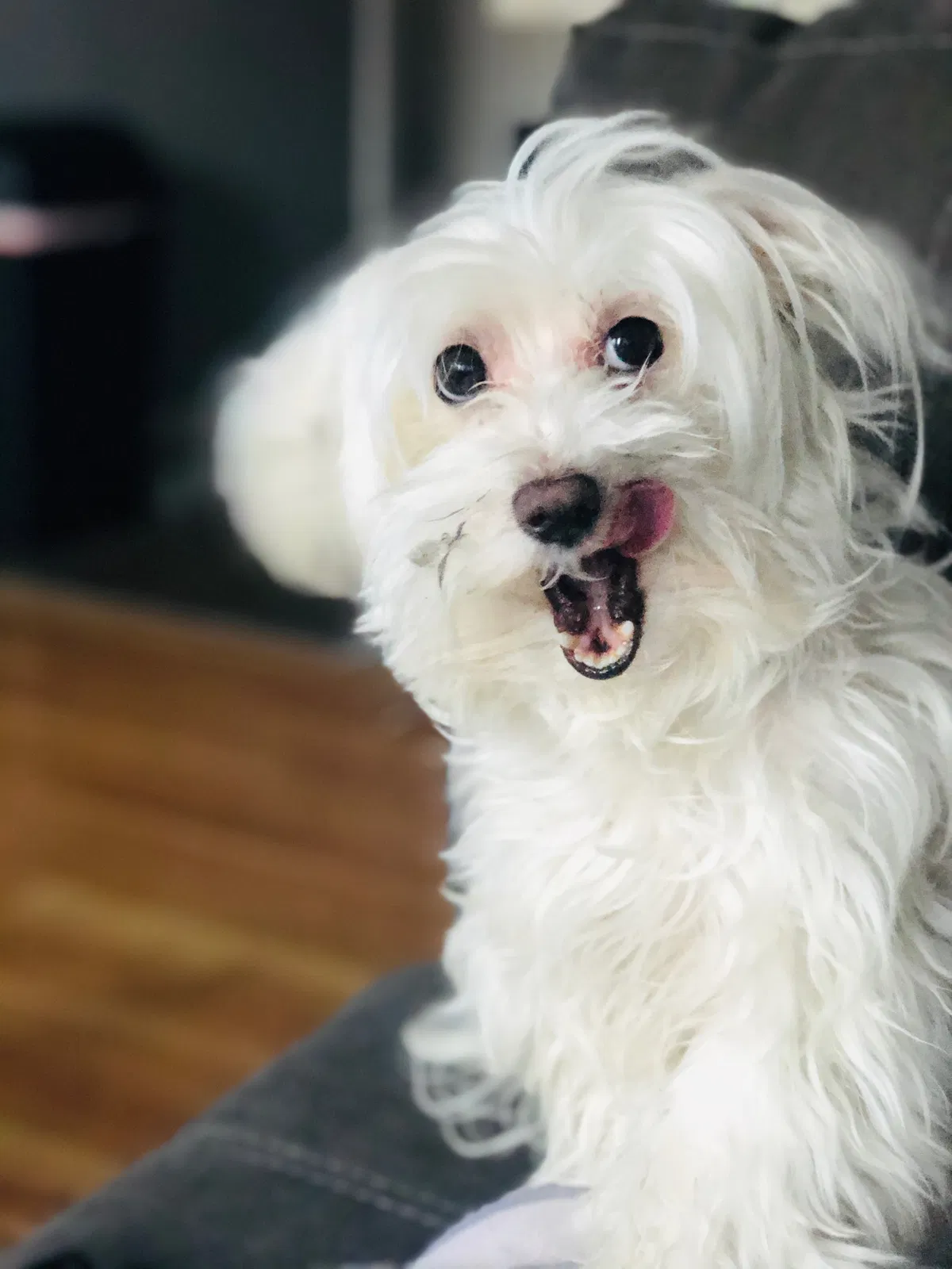 Lost dog in Chicago, IL, 60651