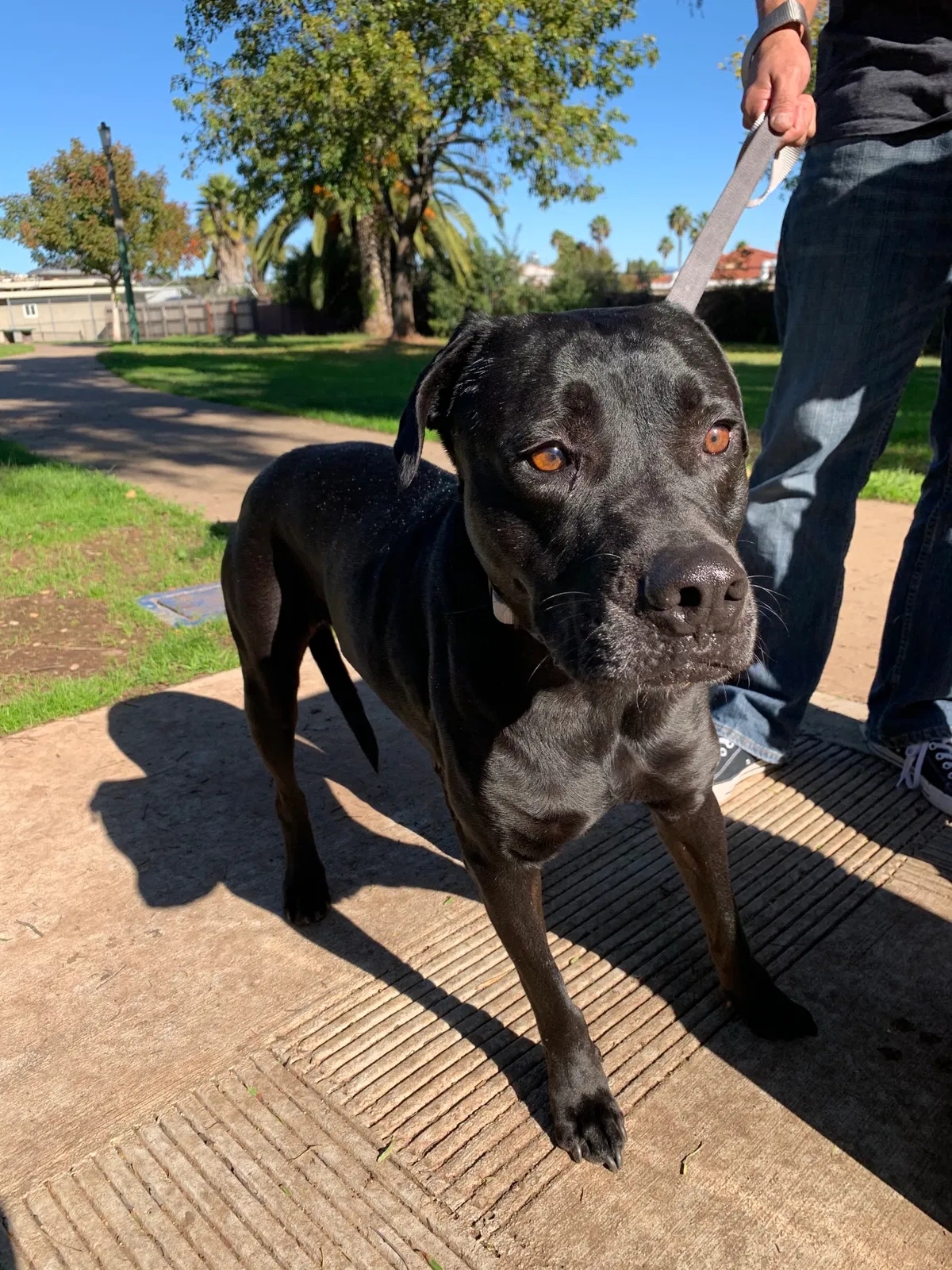 Lost dog in Chula Vista, CA, 91910