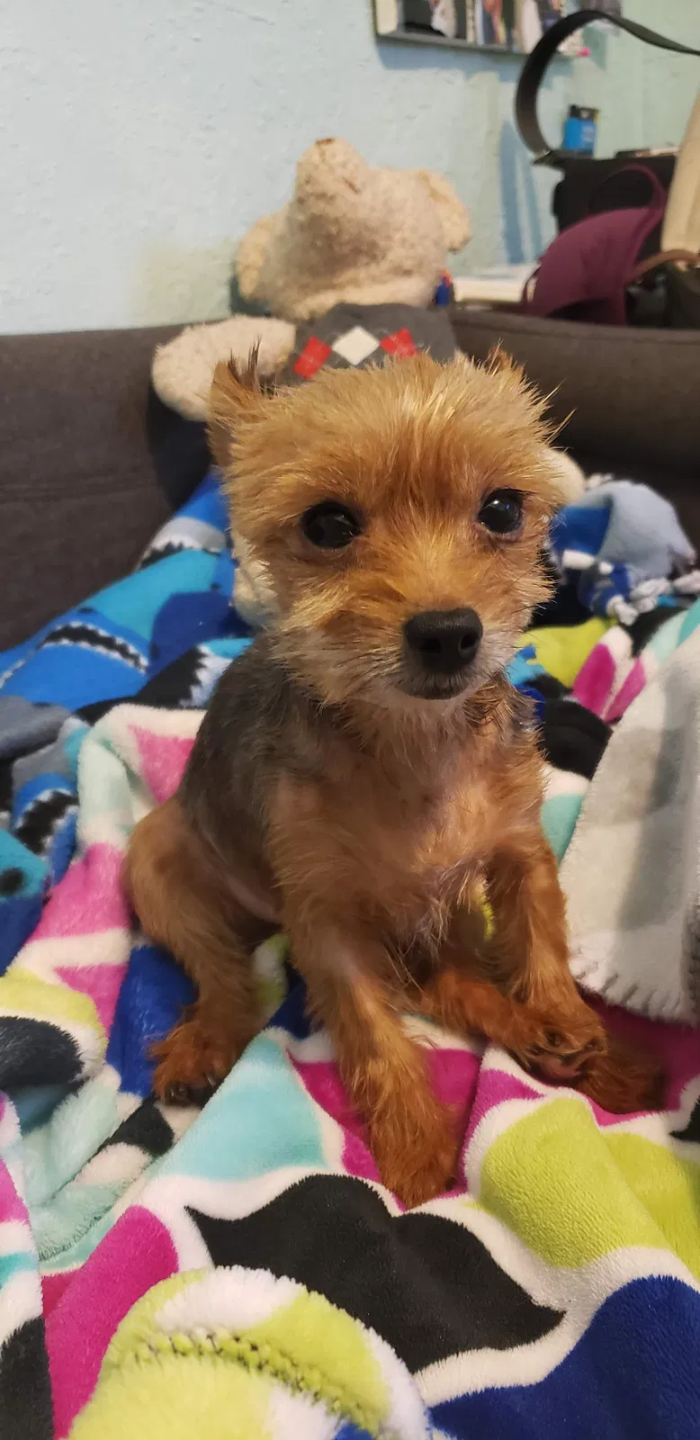 Lost dog in Phoenix, AZ, 85008