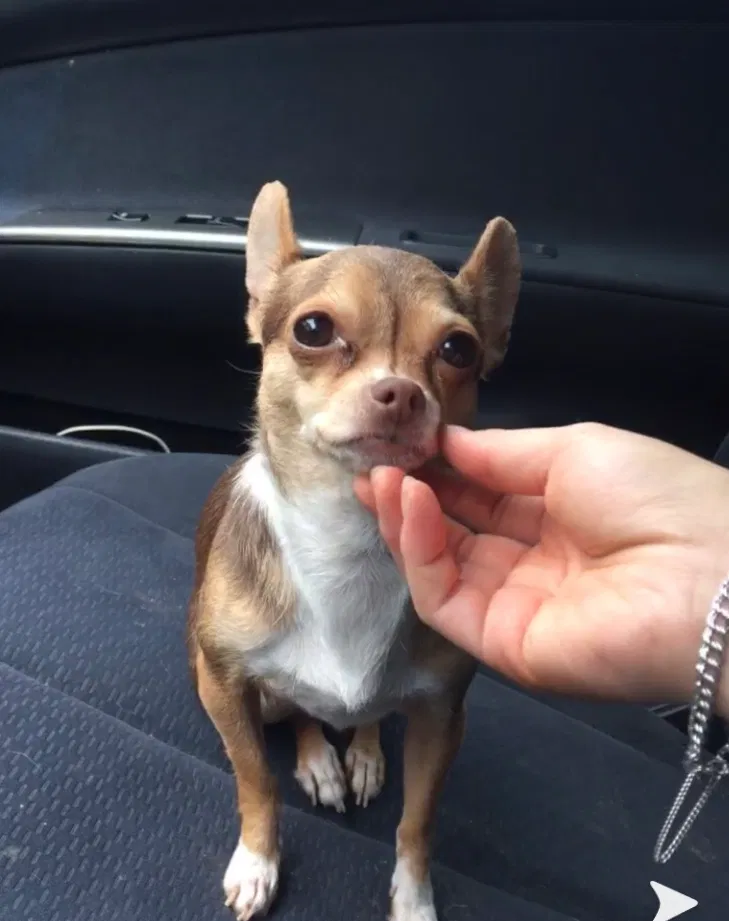 Lost dog in Suwanee, GA, 30024