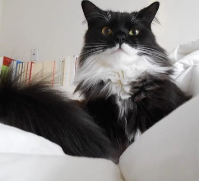 Lost cat in Fredericksburg, VA, 22408