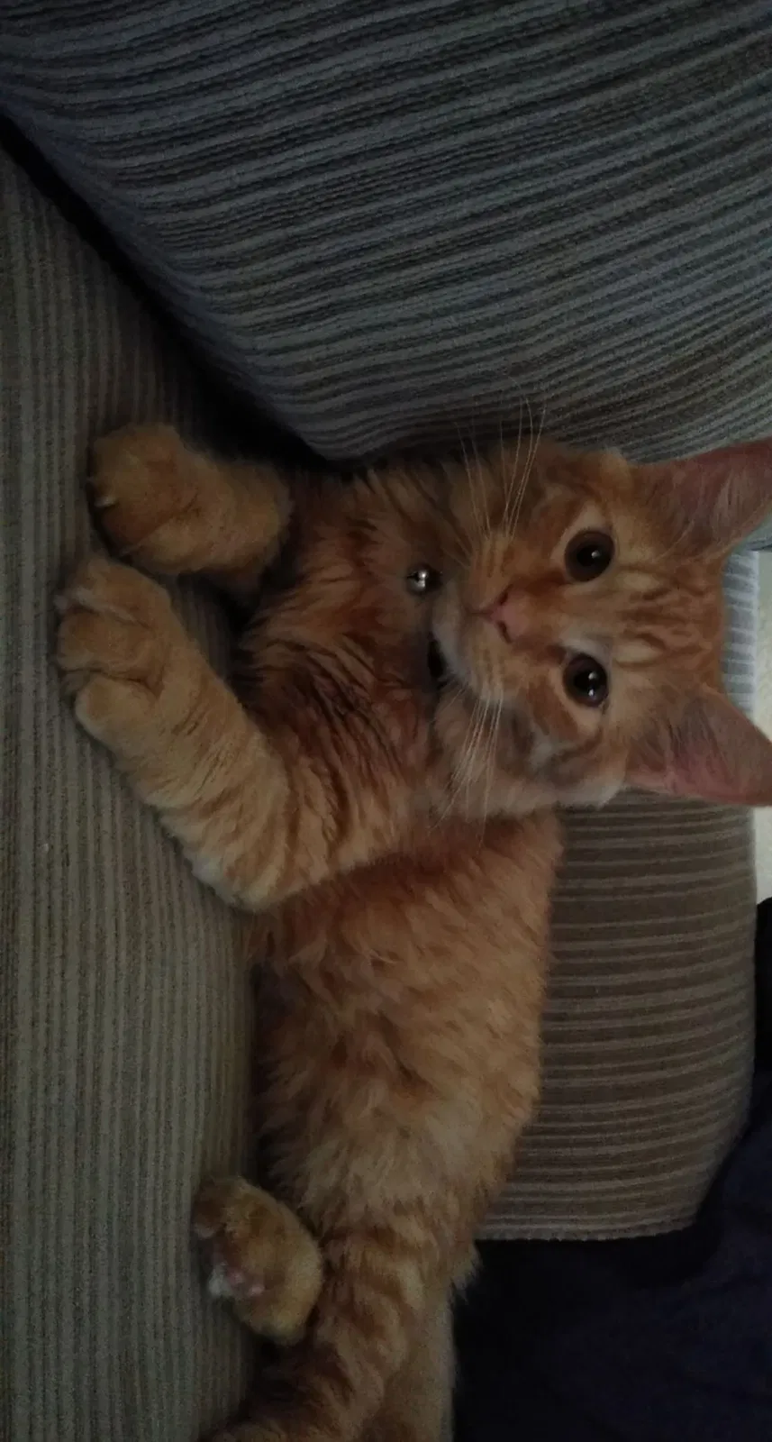 Lost cat in Tucson, AZ, 85705