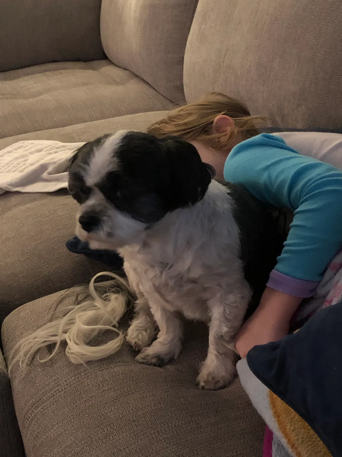 Lost dog in Kernersville, NC, 27284