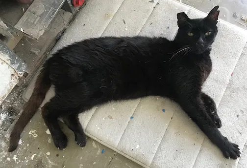 Lost cat in Port Hueneme, CA, 93041