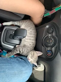 Lost cat in Pensacola, FL, 32506