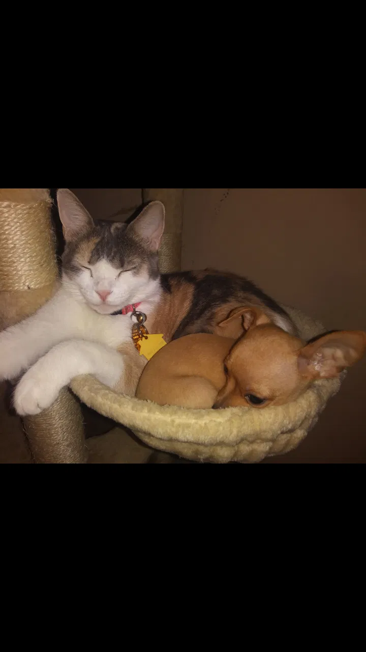 Lost cat in Orlando, FL, 32825