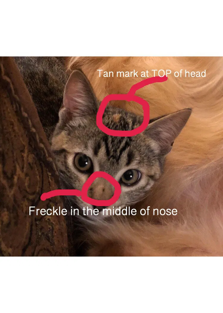 Lost cat in Sun Valley, CA, 91352