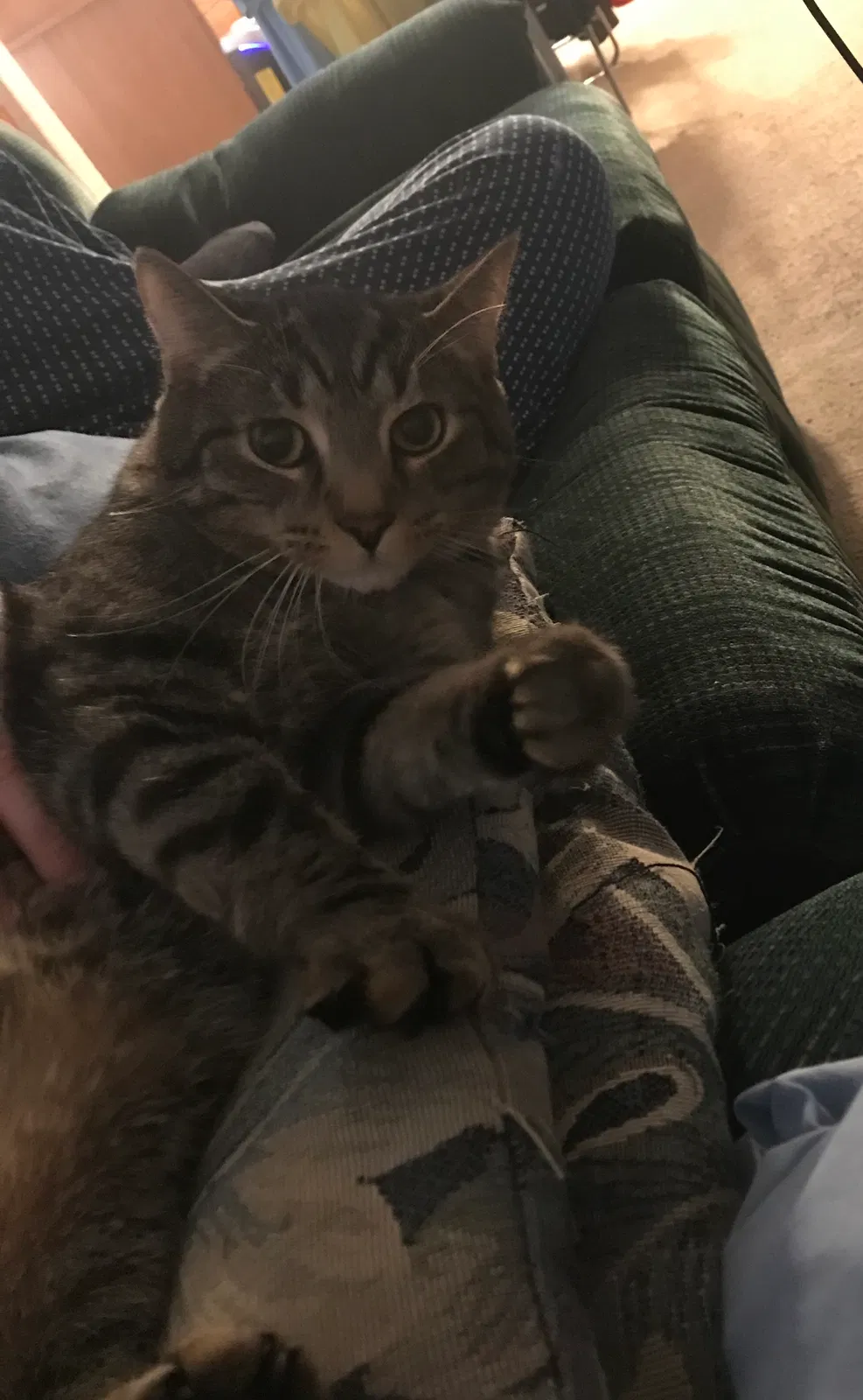 Lost cat in Florence, KY, 41042