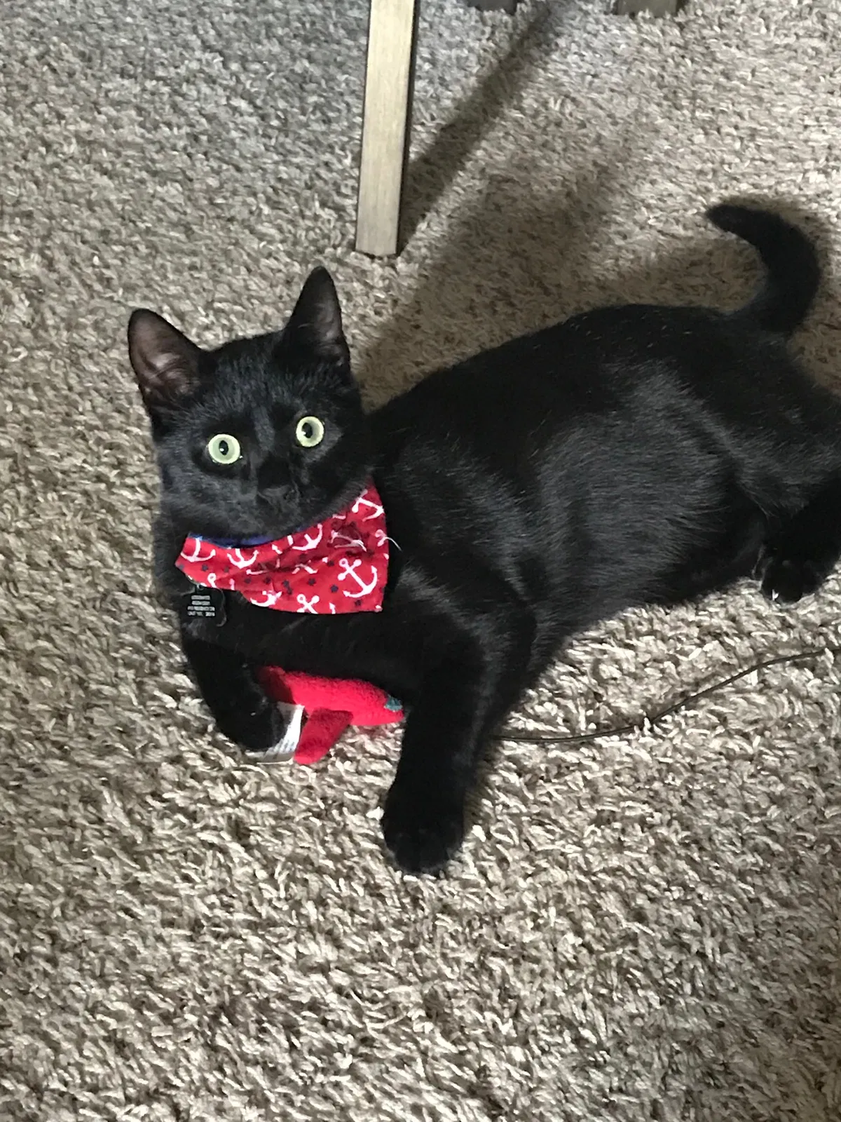 Lost cat in Fayetteville, NC, 28314