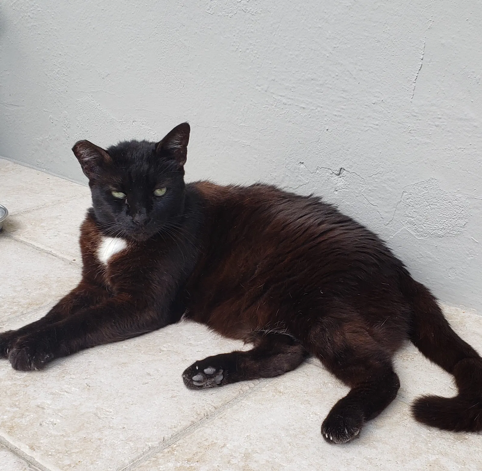 Lost cat in Miami, FL, 33165